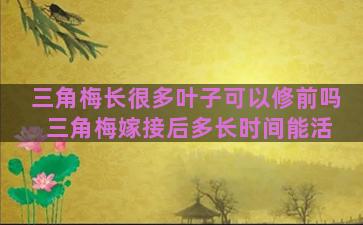 三角梅长很多叶子可以修前吗 三角梅嫁接后多长时间能活